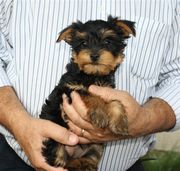Pixie DM Yorkie-Poo Female
