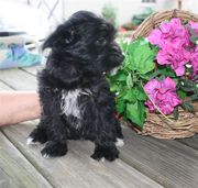 Carrie DM Female Yorkie-Poo